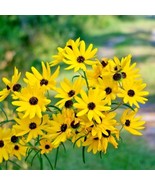 100 SEEDS SWAMP SUNFLOWER HEIRLOOM SEEDS FOR QUICK LUSH RESULTS - $8.35