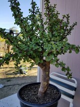 Portulacaria Afra Tree &quot; Elephant Bush&quot; Money Tree, Bonsai Tree. (5 Gal. Pot)  - $149.00