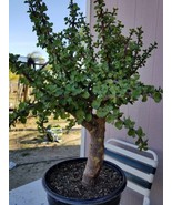 Portulacaria Afra Tree &quot; Elephant Bush&quot; Money Tree, Bonsai Tree. (5 Gal.... - $203.78 CAD