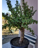 Portulacaria Afra Tree " Elephant Bush" Money Tree, Bonsai Tree. (5 Gal. Pot)  - £117.20 GBP