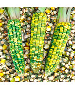 SRN Green And Gold Dent Corn Seeds Indian Ornamental Oaxacan Maize Flint... - $11.23