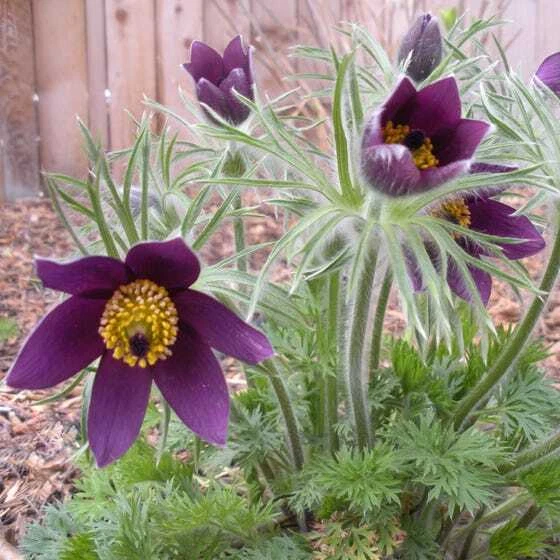 PULSATILLA BELLS VIOLET Pulsatilla vulgaris 500 SEEDS - $31.91