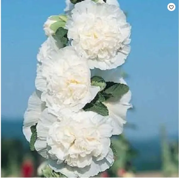 New Fresh 25 Charles White Hollyhock Seeds Flowers Flower See - £10.65 GBP