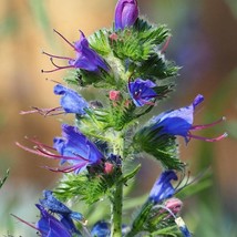 USA Seller Vipers Bugloss Seeds Fresh Organic Echium Vulgare Seeds Blue Outdoor  - $13.99