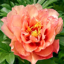 New &#39;Kopper Kettle&#39; Orange Peony Tree  - 5 Seeds - $6.32