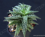 10 Seeds Aloe Descoingsii J Agave Healing Medicinal Succulent Rare Plant - $13.49