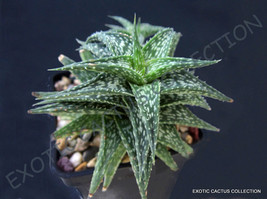 10 Seeds Aloe Descoingsii J Agave Healing Medicinal Succulent Rare Plant - £10.78 GBP