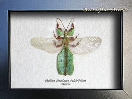 Real Flying Leaf Mimic Phyllium Bioculatum RARE Entomology Collectible S... - £63.79 GBP
