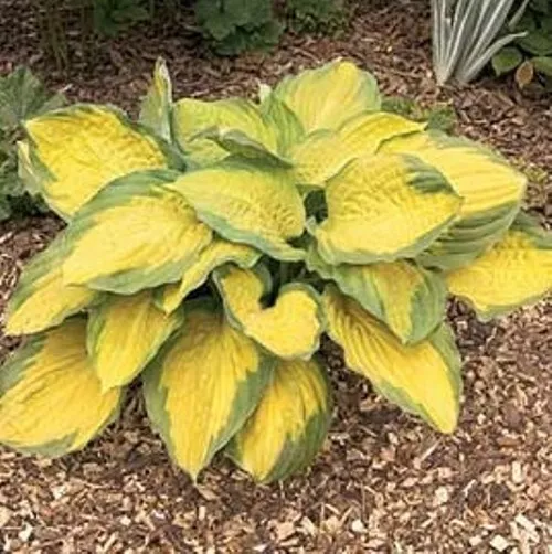 Hosta CAPTAIN KIRK medium gold disease-free 2.5&quot; pot - 1 Live Potted Plant - £22.17 GBP