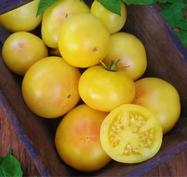 50 Seeds Lemon Cherry Tomato Tomatoe Vegetable Edible Food Fresh Garden - £7.50 GBP