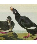 White Winged Scoter Bird 1946 Color Plate Print John James Audubon Natur... - $54.69 CAD