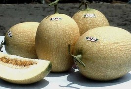 25+ Ten Me Melon Seeds Fast Growing Sweet Tasting Farm Planting Garden - £10.69 GBP