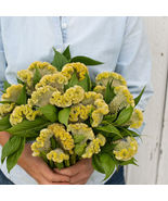 Cramer&#39;s Lemon Lime Seeds, Cramer&#39;s Lemon Lime Celosia Flower Seeds  - $14.99