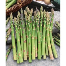 Asparagus Seeds - Mary Washington - Vegetable Seeds - Outdoor Living - Gardening - £25.10 GBP
