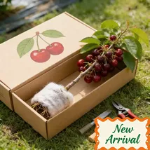 Established Cherry Saplings Easy To Survive, Strong Root System - $12.99