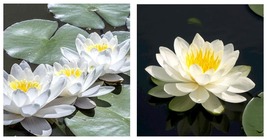 Bareroot | Nymphaea odorata | White Water Lily | Live Plant | Fully Grown - £31.92 GBP