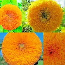 125+ Seeds Dwarf Teddy Bear Sunflower NON-GMO - £10.47 GBP