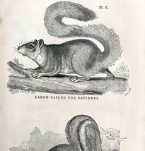 Fox Squirrels Victorian 1856 Animals Art Plate Print Antique Nature DWT15 - $18.00