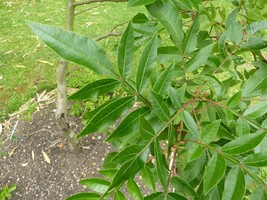 Flameleaf Sumac Rhus Copillina 30 Seeds New Fresh Seeds - £4.81 GBP