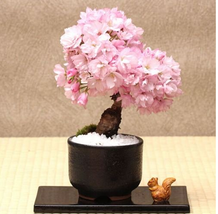20 seeds Cherry Tree Japanese New Blossoms Sakura seeds Flower Seeds - £5.47 GBP