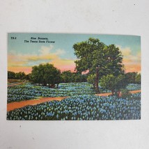 Vintage 1950s Bluebonnets Texas State Flower Ephemera Postcard New Old Stock - $13.10