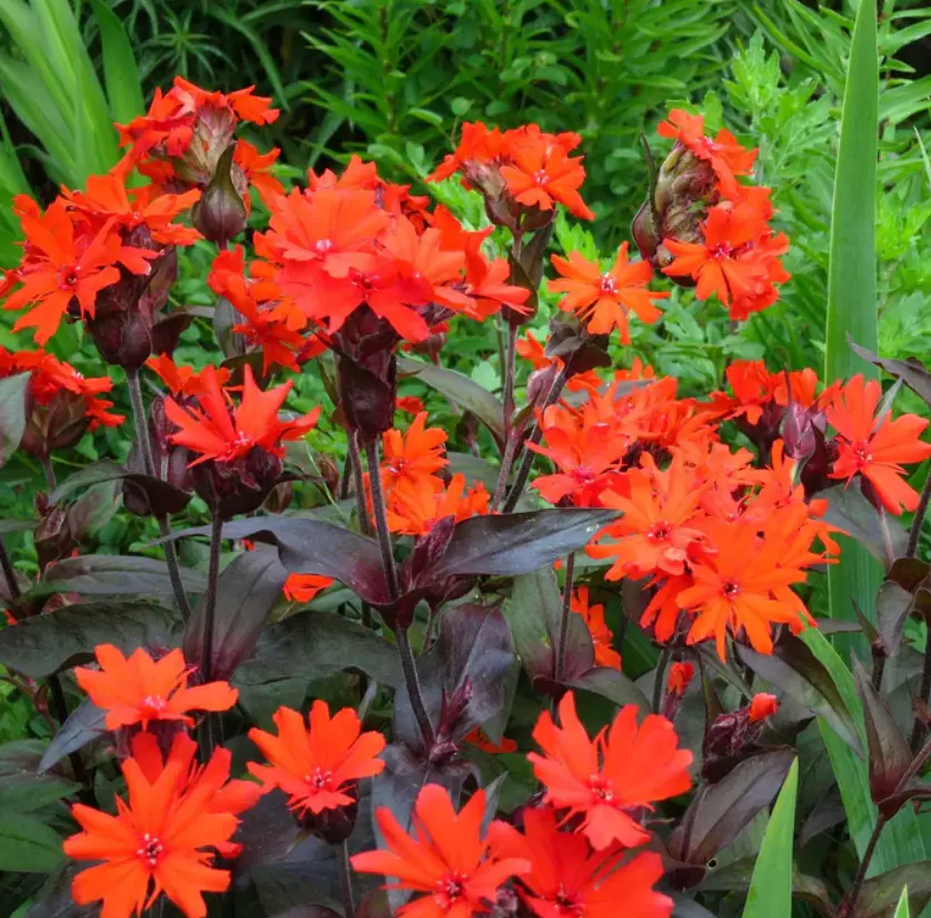 KingStore 100 Arkwrights Campion Vesuvius Perennial Non-Non-Gmo Planting... - $9.78