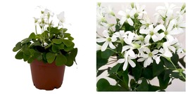 Oxalis Green Shamrock Plant - 2.5&quot; Pot - White Flowers  - £28.52 GBP