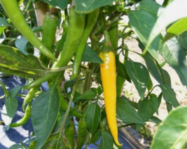 25 Pc Seeds Golden Cayenne Pepper Plant, Pepper seeds for Planting | RK - £14.90 GBP