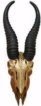 Real Deer Skull Gold Spray Painted African Animal Skull/Antelope Skull - £78.74 GBP