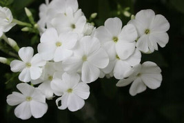 White Phlox Flower 50 Seeds Phlox Drummondii  From US  - $8.35