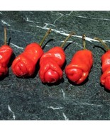 Hot Peter Pepper Plant Too Hot To Handle 2.5 inch Pot - $15.98