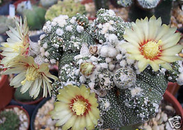 Astrophytum asterias KABUTO montrose rare japan cultivar cactus seed 20 SEEDS - $9.49