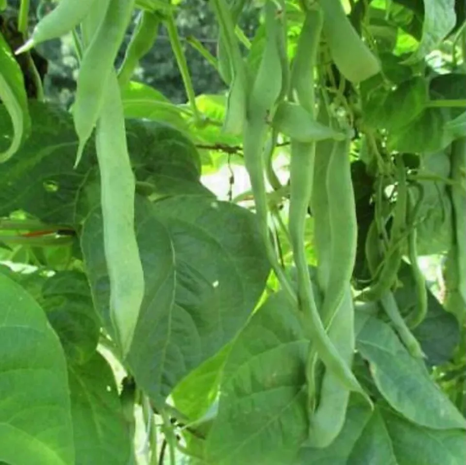 FARM 15 Roma Ii Bush Green Bean Seeds Flat Stringless Non-Gmo Bulk Seeds - $9.25