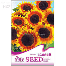 Beautiful Sunflower Flower Seeds 20 Seeds Organic Helianthus Annuus Seed... - £5.62 GBP