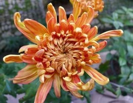 50 Orange Chrysanthemum Flower Seeds - $93.48 MXN