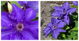 Blue/Purple Hues - Lindsay Clematis Vine - Fragrant - 2.5&quot; Pot - $44.99