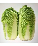 200 Seeds Chinese F1-Hybrid Big Heading Cabbage Bok Choy - £7.54 GBP