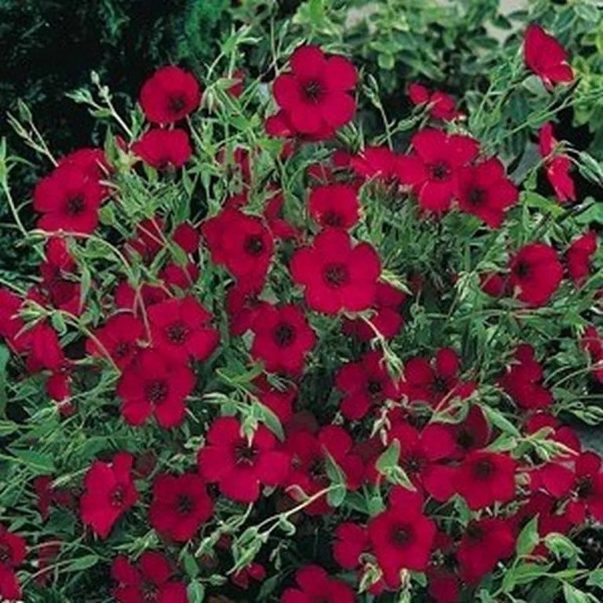 Flower Flax Scarlet Linum Rubrum 200 Seeds - £7.67 GBP