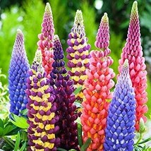 BStore 50 Seeds Lupine Seeds Beautiful Mix Color Flower Plant  - £6.79 GBP