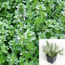 Thyme English Plant Green 4Inches Pot ground covering Live Plant - £17.00 GBP