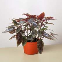 Begonia 'Corallina' - $11.00