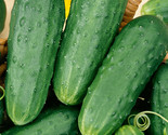 Homemade Pickles Cucumber Seeds 50 Vegetable Garden Pickling Fast Shipping - $8.99