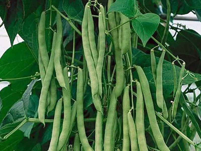20 Fresh Seeds Green Bean - $10.29