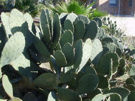 US Seller 25 Carolina Prickly Pear Cactus Seeds Opuntia Tunoidea Fast Shipping - $13.90