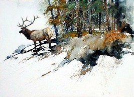 High Country Elk by Morten Solberg Wildlife Animals SN LE Canvas Giclee 24x32  - £271.78 GBP
