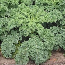 USA SELLER Dwarf Siberian Kale Seeds Vegetable Seeds Seeds Free Shipping - $18.20