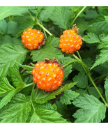 Salmonberry (Rubus spectabilis) pink red flowers -golden raspberry like ... - $27.67+