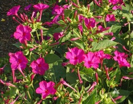FA Store 25 Seeds Four O’Clock Rose Flowers Perennial  Hummingbirds Love - £8.32 GBP