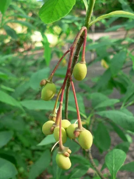 Indian Plum Tree Seeds For Planting (30 Seeds) Oemleria Cerasiformis Fresh - $20.52