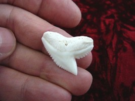 (s4-13) 1-1/16&quot; White TIGER SHARK TOOTH pendant You Pick Silver or Gold ... - £17.13 GBP